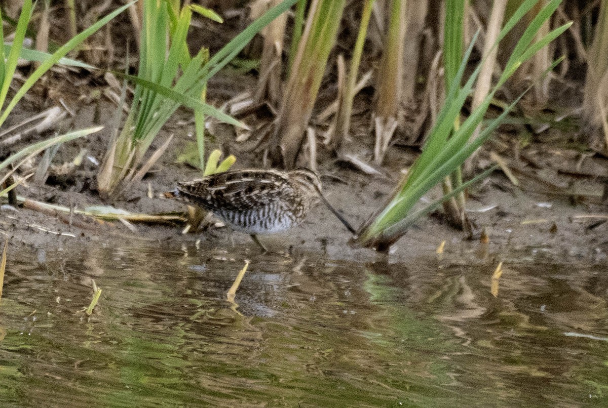 American Woodcock - ML643708851