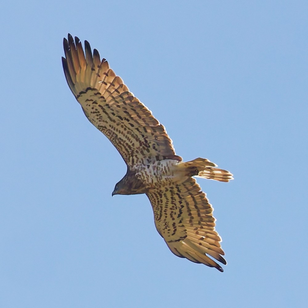 orlík krátkoprstý - ML643708853