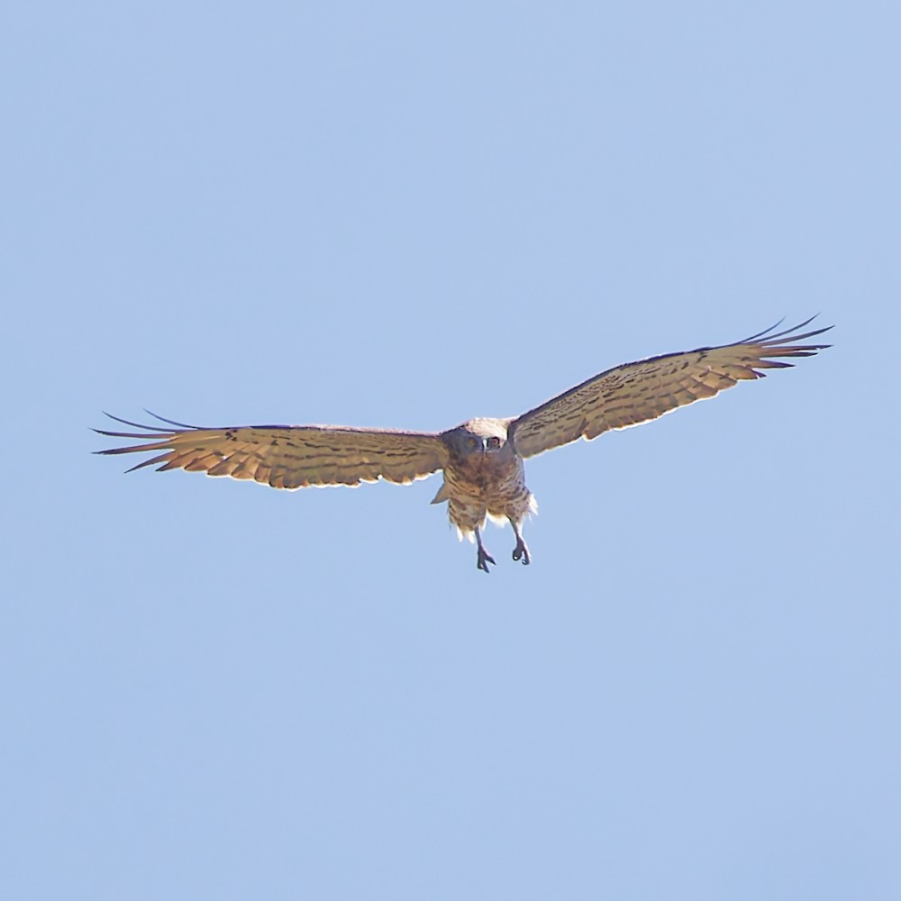 orlík krátkoprstý - ML643708862