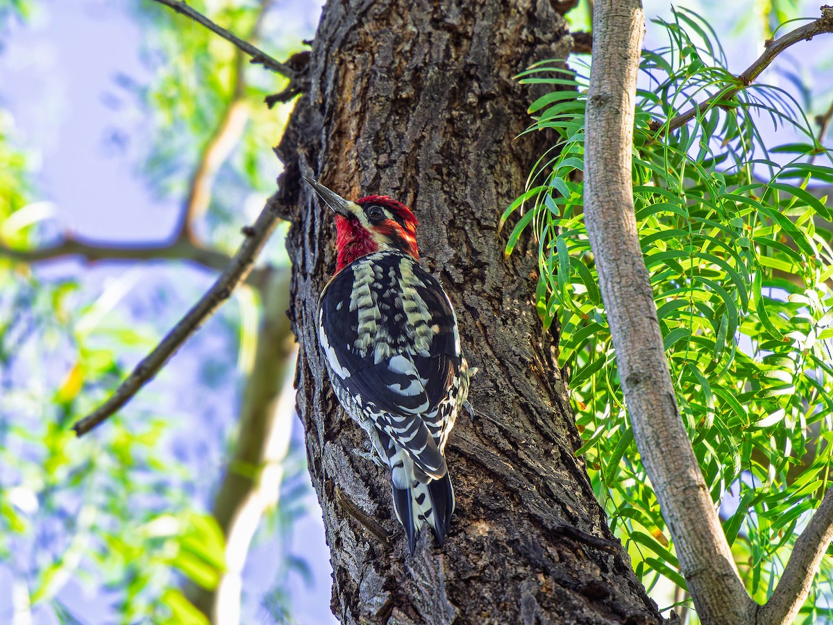 Red-naped x Red-breasted Sapsucker (hybrid) - ML643708888