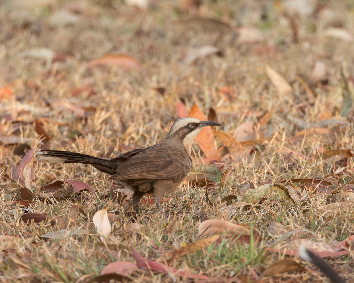 Gray-crowned Babbler - ML643708893