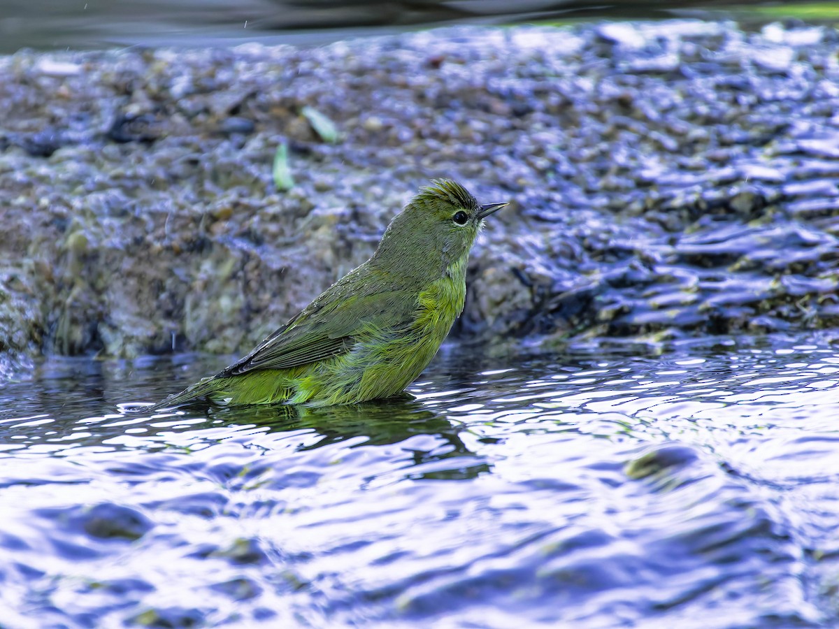 Orange-crowned Warbler - ML643708898