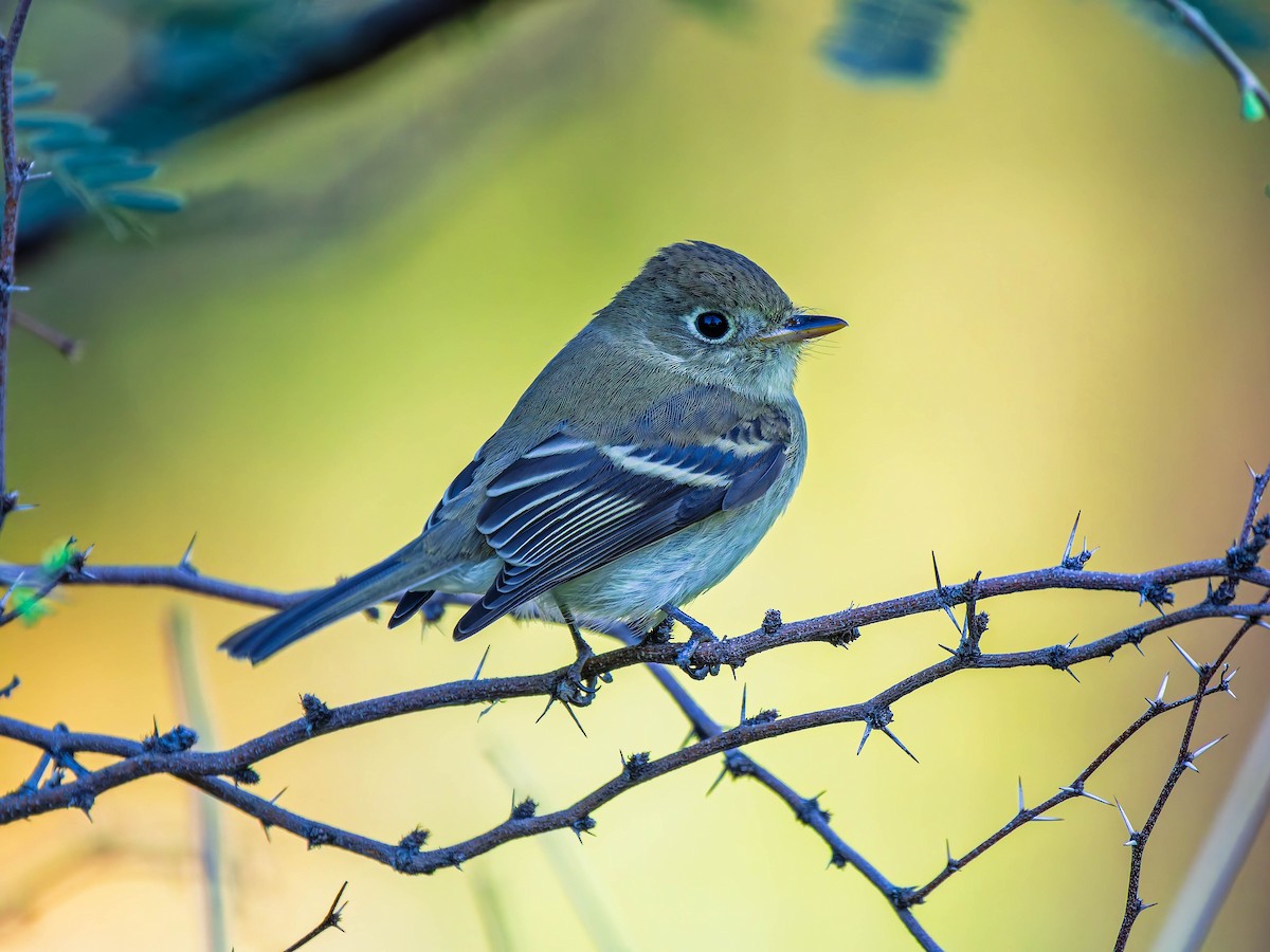 Western Flycatcher - ML643708920