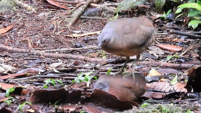コシギダチョウ - ML643708948