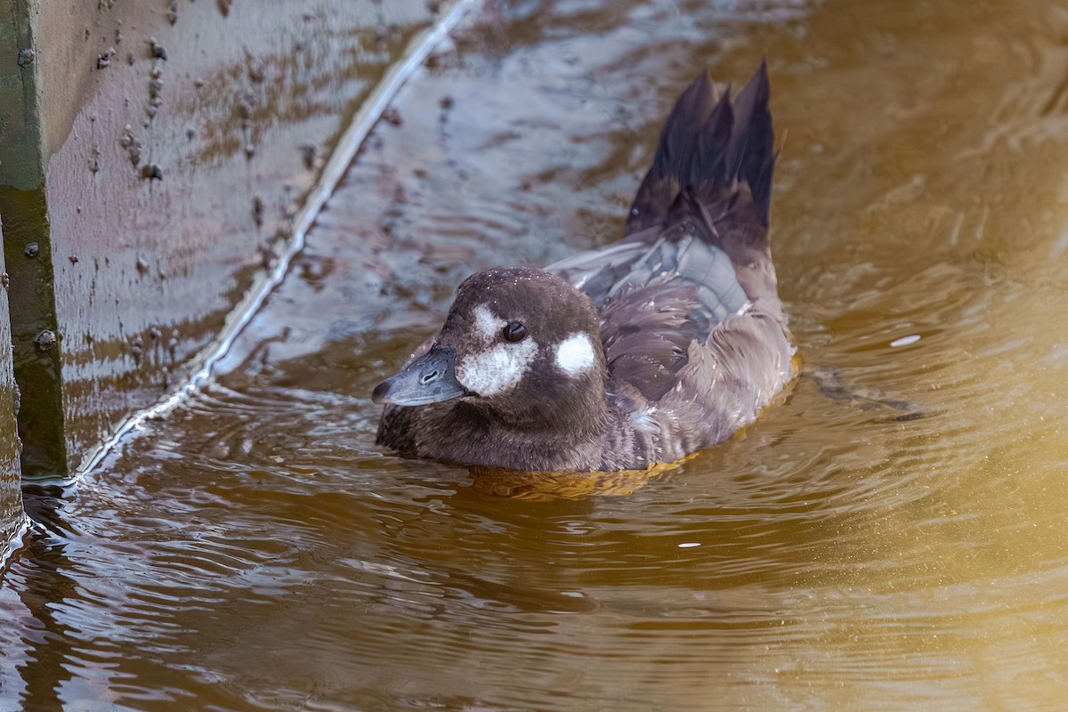 Harlequin Duck - ML643708956