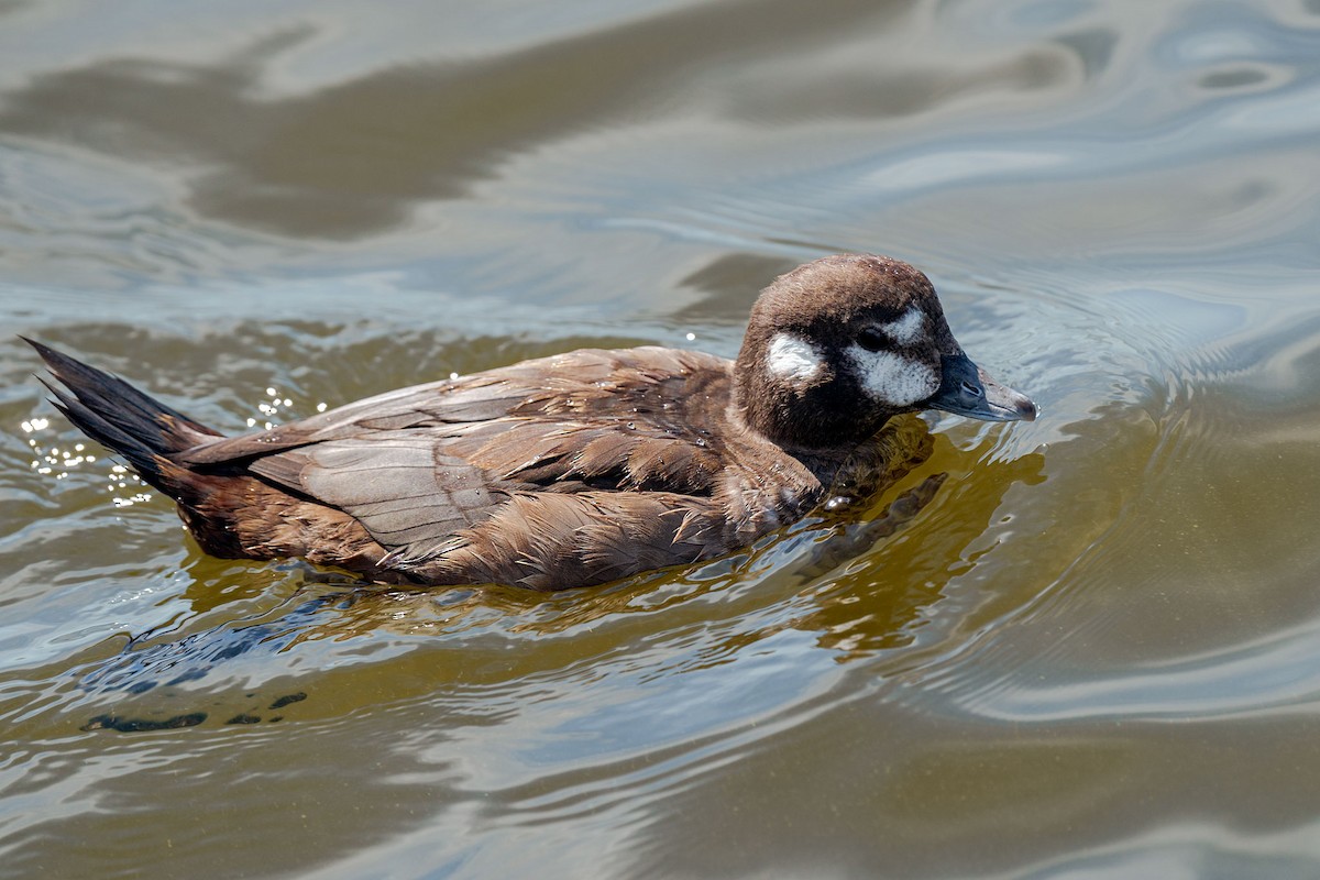 Harlequin Duck - ML643708957