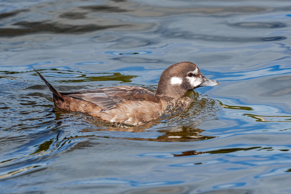 Harlequin Duck - ML643708959