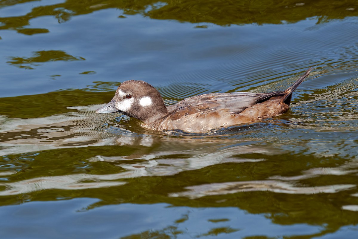 Harlequin Duck - ML643708960