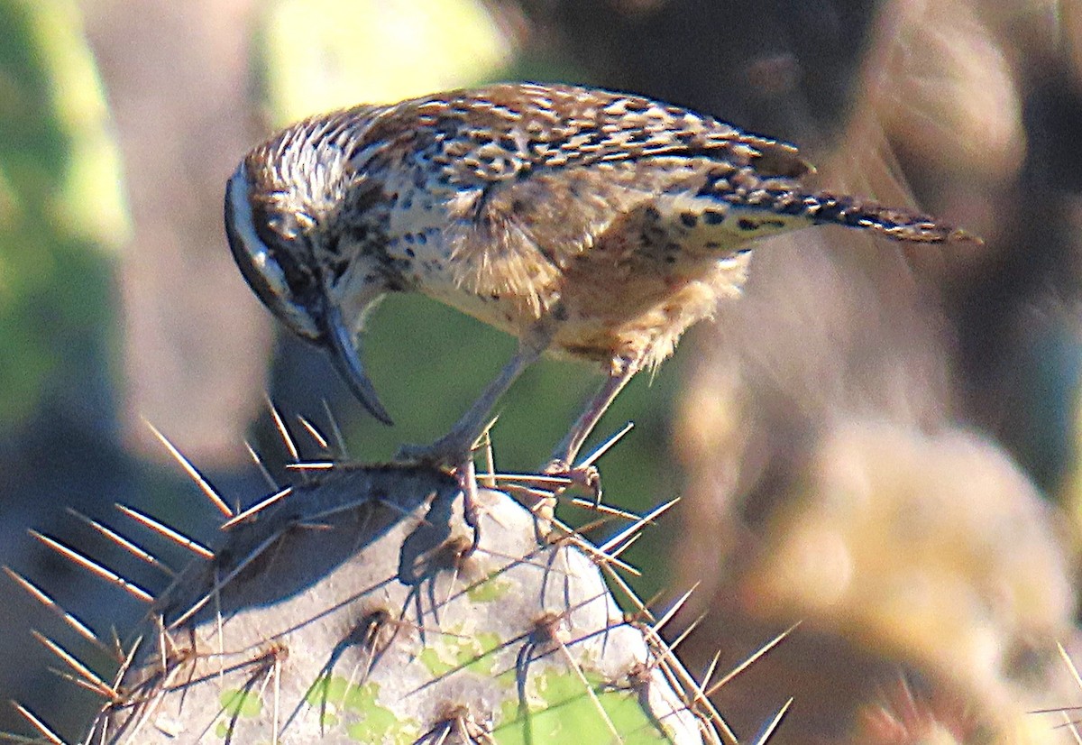 Cactus Wren - ML643708987