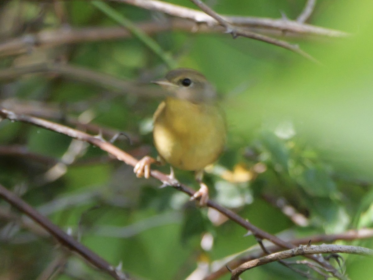 Common Yellowthroat - ML643708989