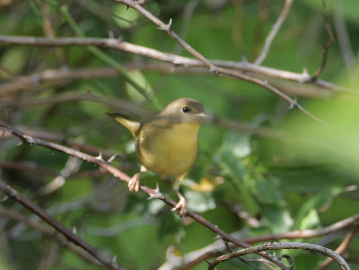 Common Yellowthroat - ML643708990