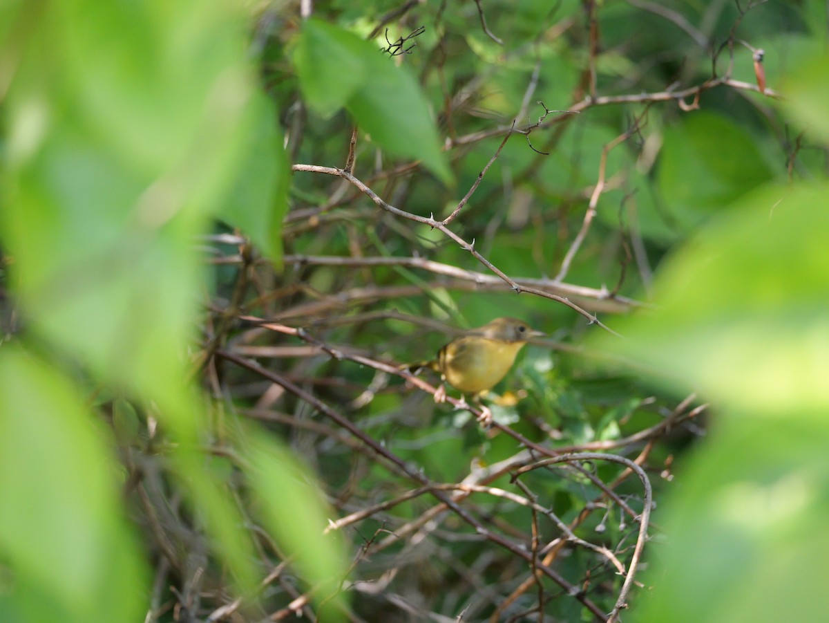 Common Yellowthroat - ML643708991
