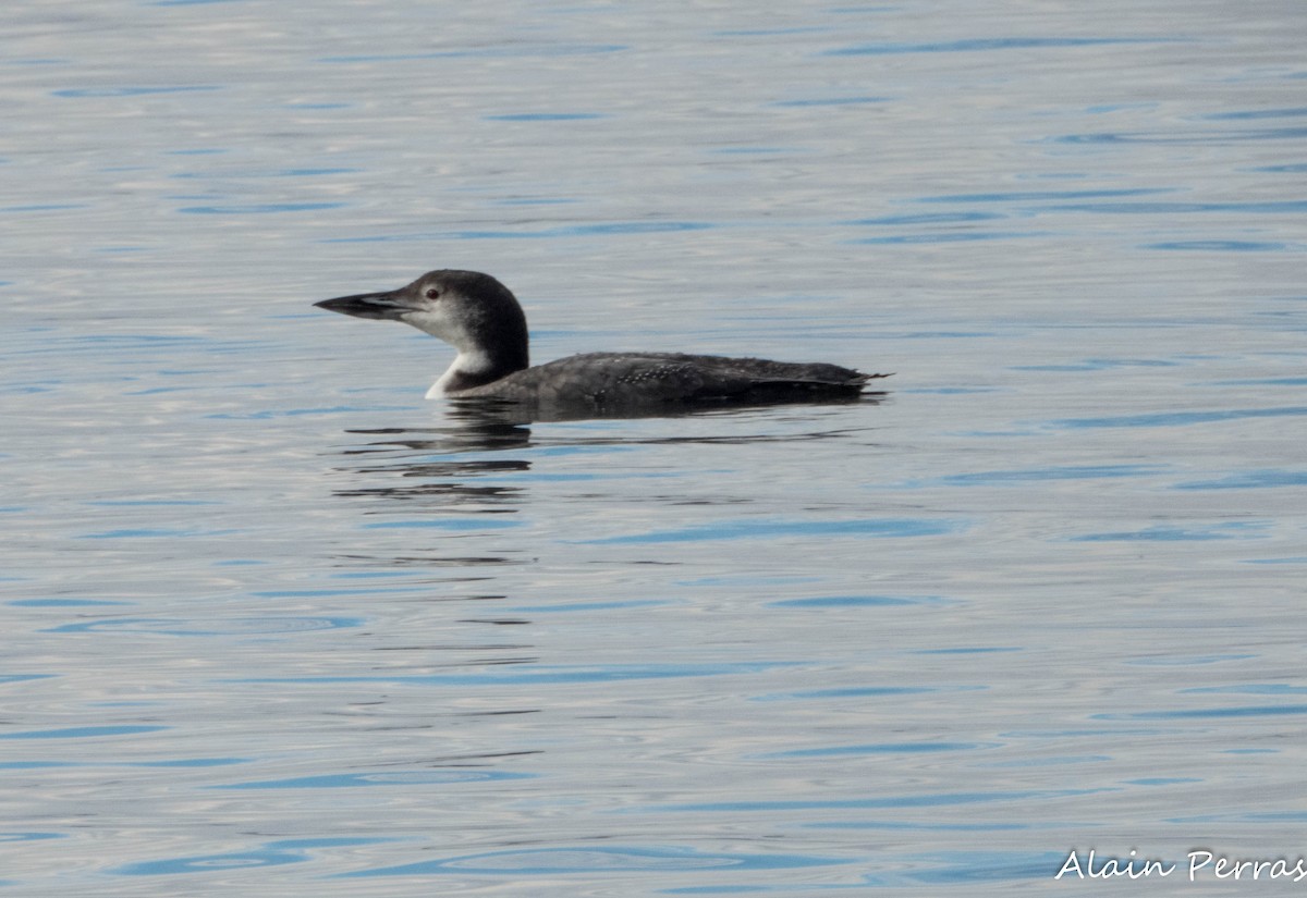 Common Loon - ML643708998