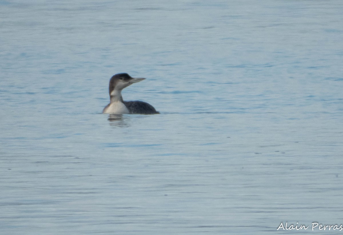 Common Loon - ML643708999