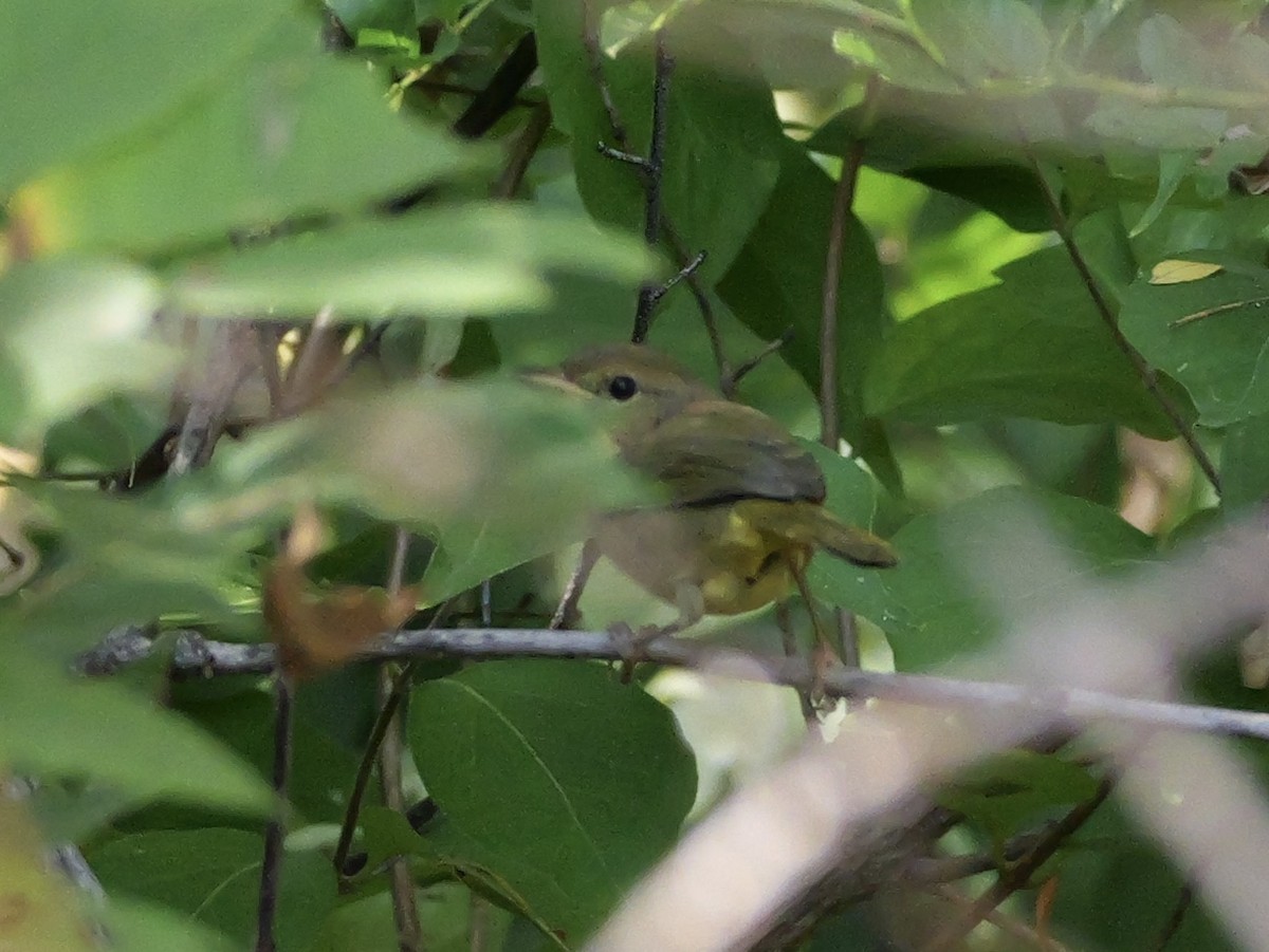 Common Yellowthroat - ML643709009
