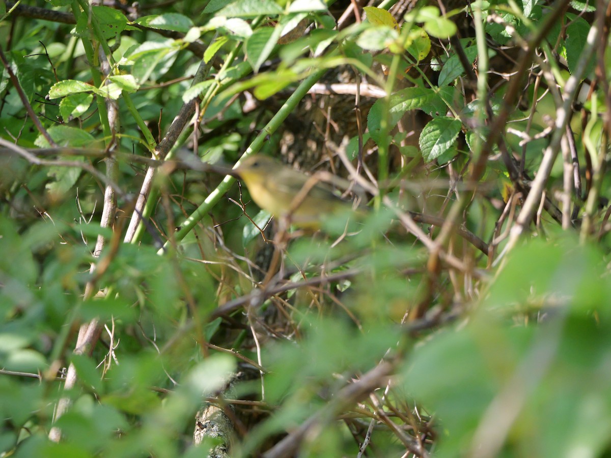 Common Yellowthroat - ML643709010