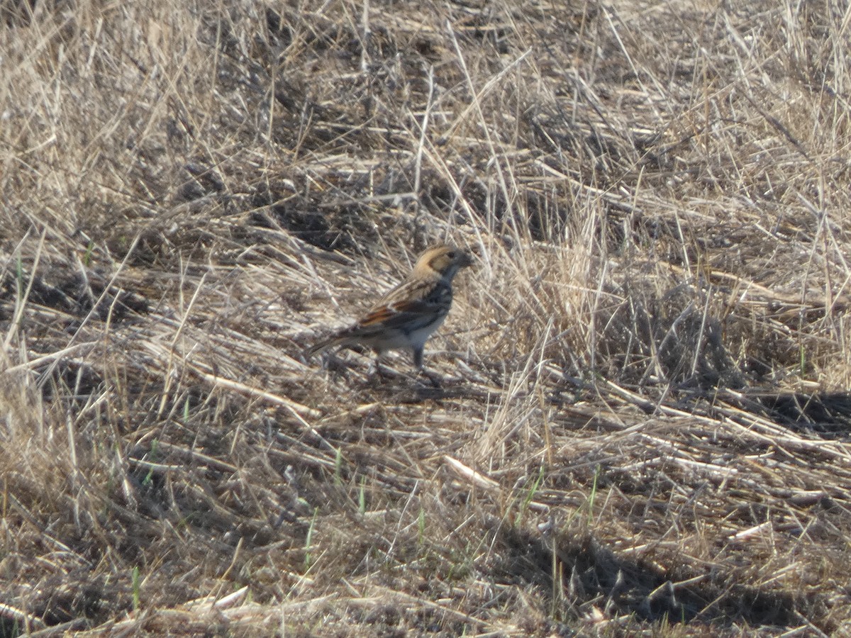 Lapland Longspur - ML643709016