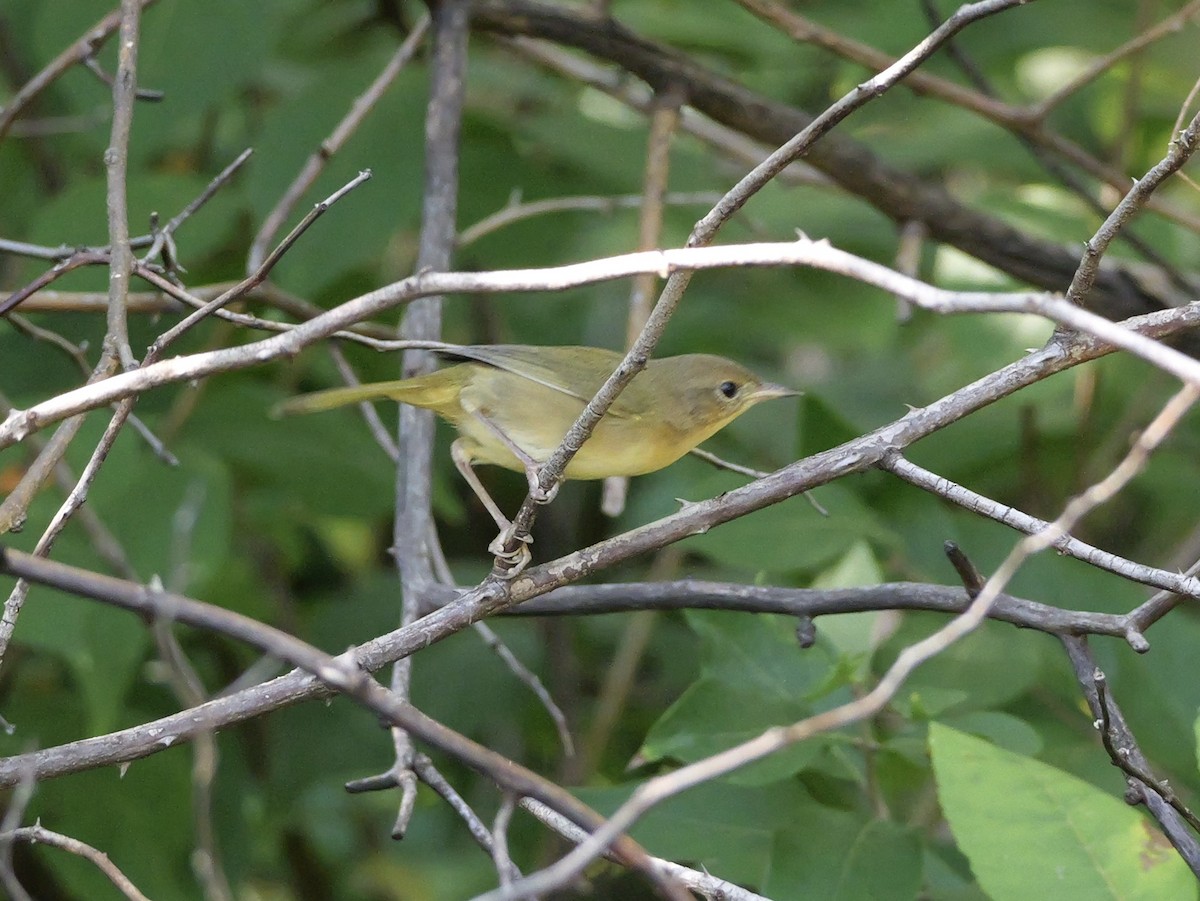 Common Yellowthroat - ML643709021