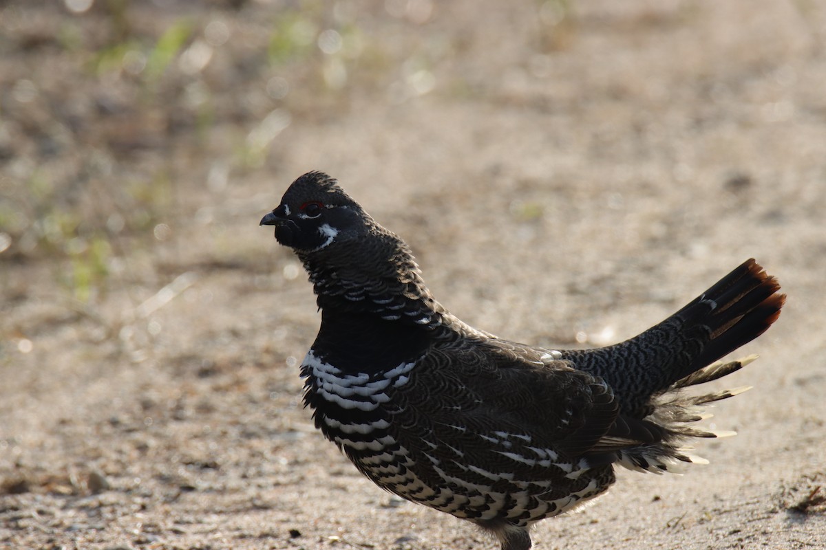 granjerpe - ML643709026