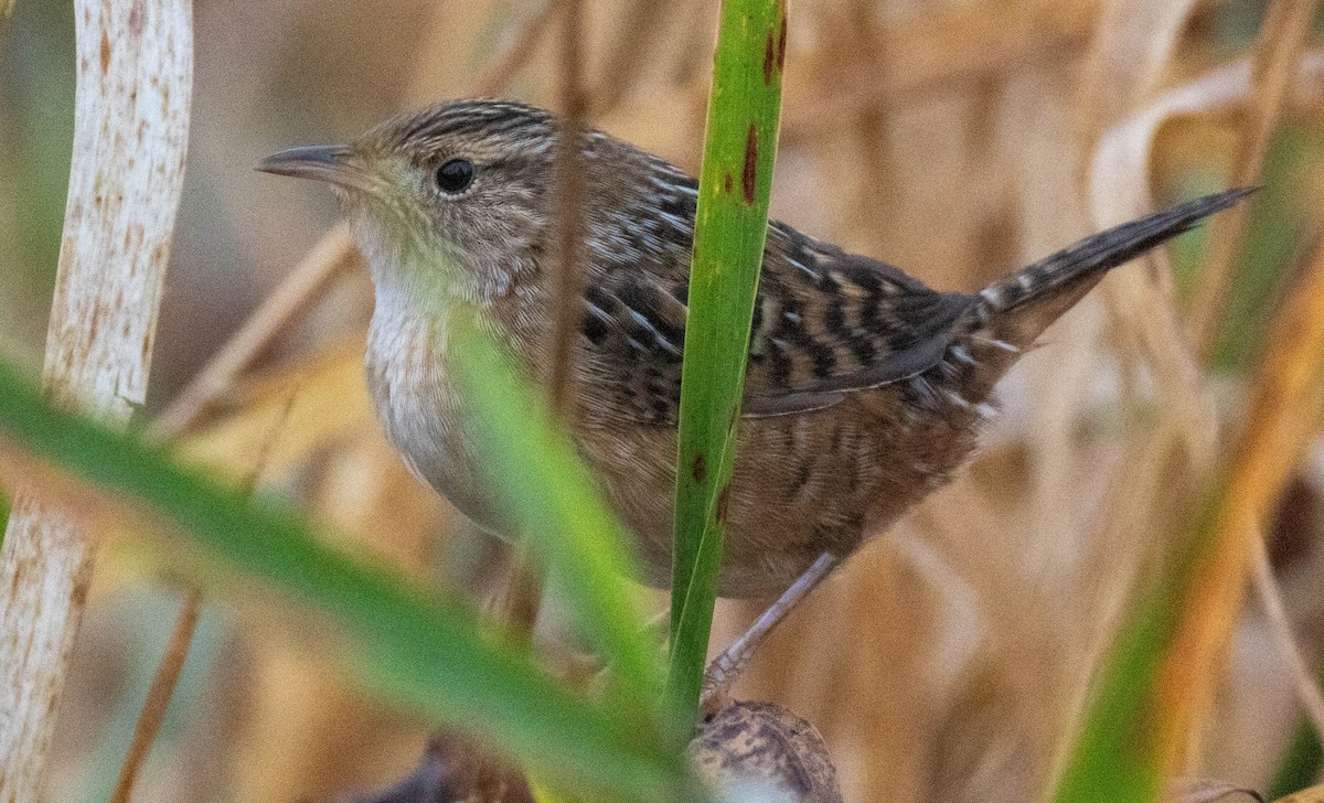 Sedge Wren - ML643709047