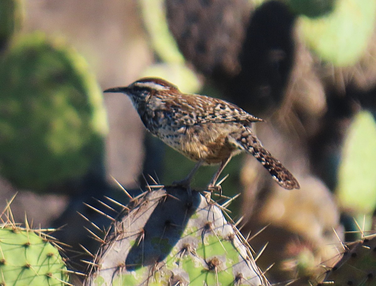 Cactus Wren - ML643709060