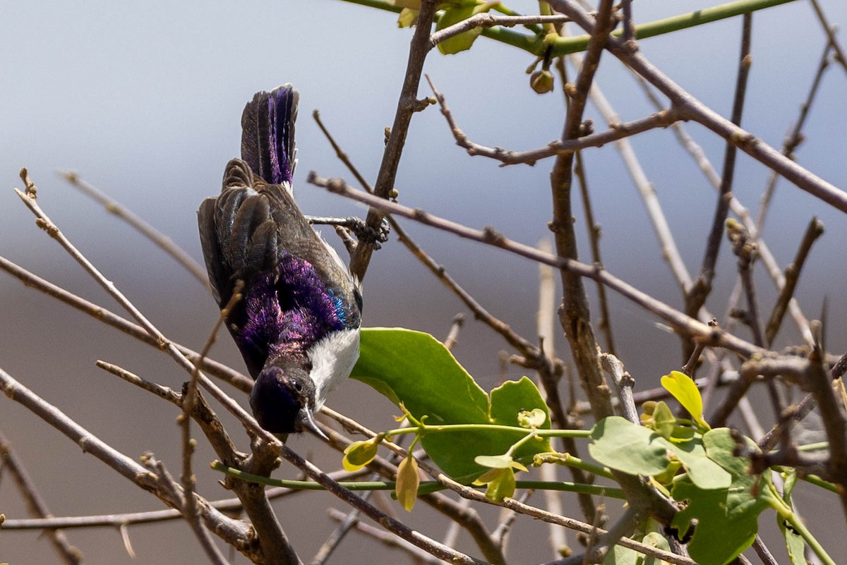 Eastern Violet-backed Sunbird - ML643709072