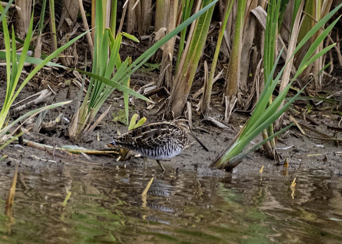 bekasina severoamerická - ML643709073