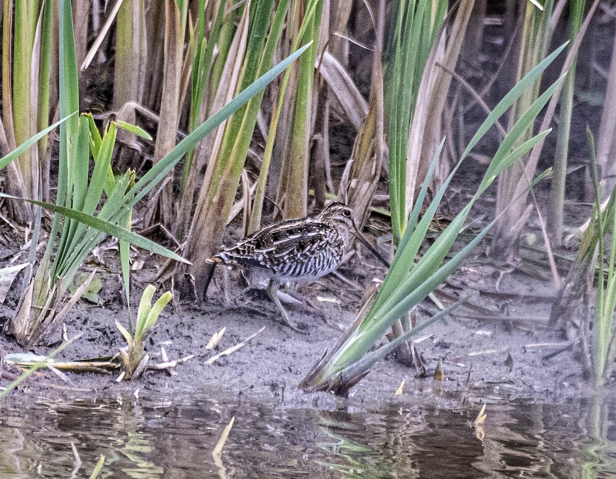 bekasina severoamerická - ML643709074