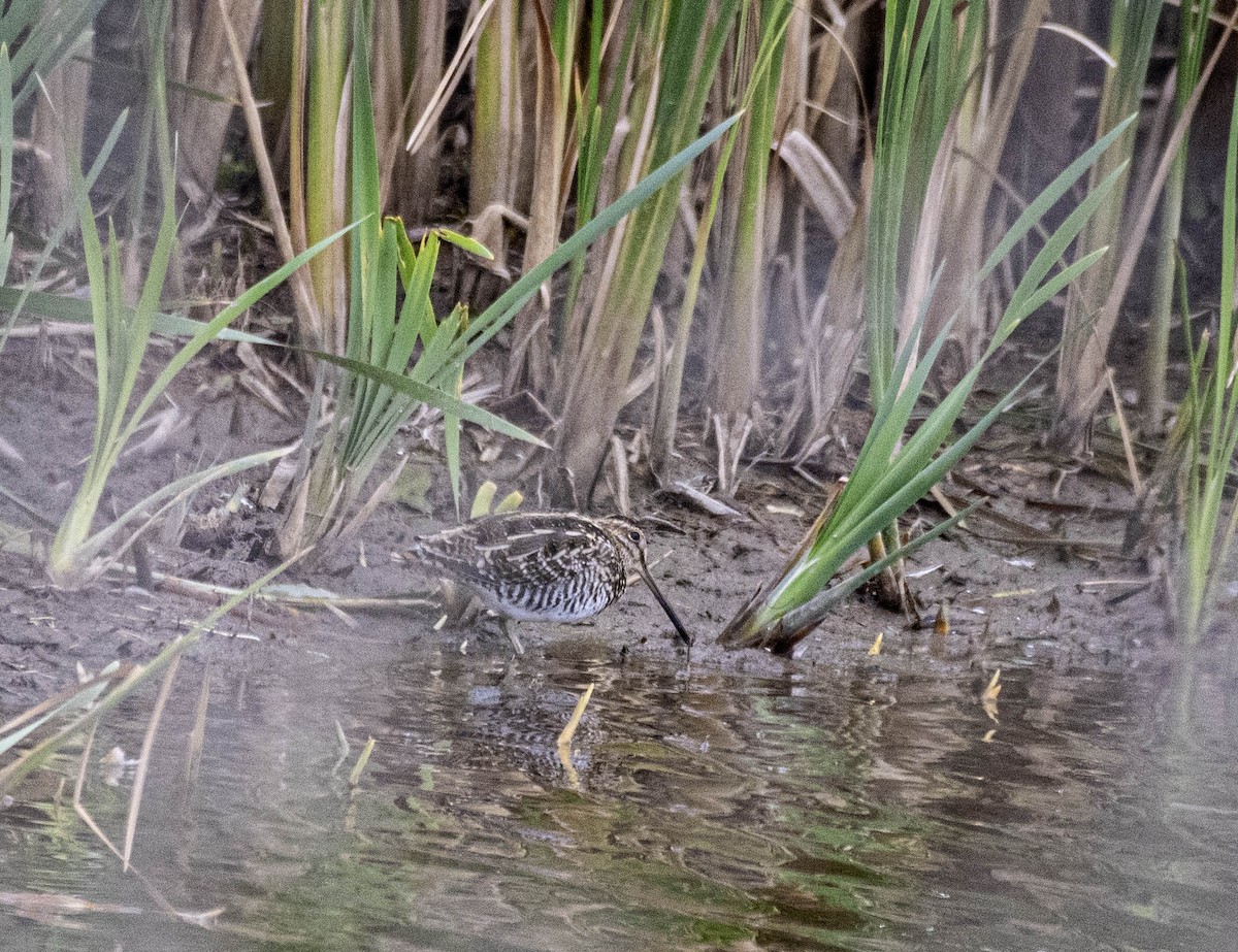 bekasina severoamerická - ML643709075