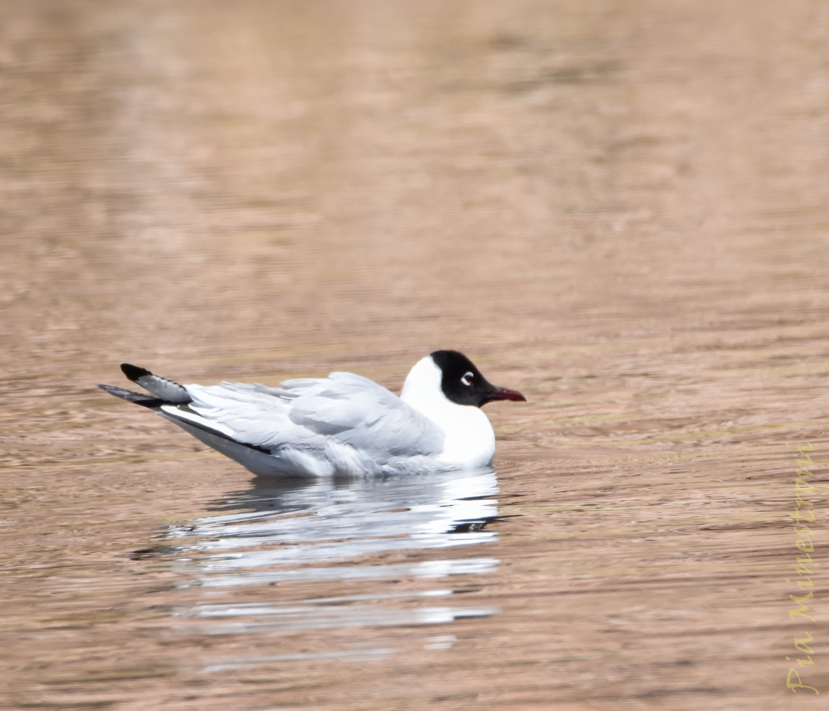 Andean Gull - ML643709091