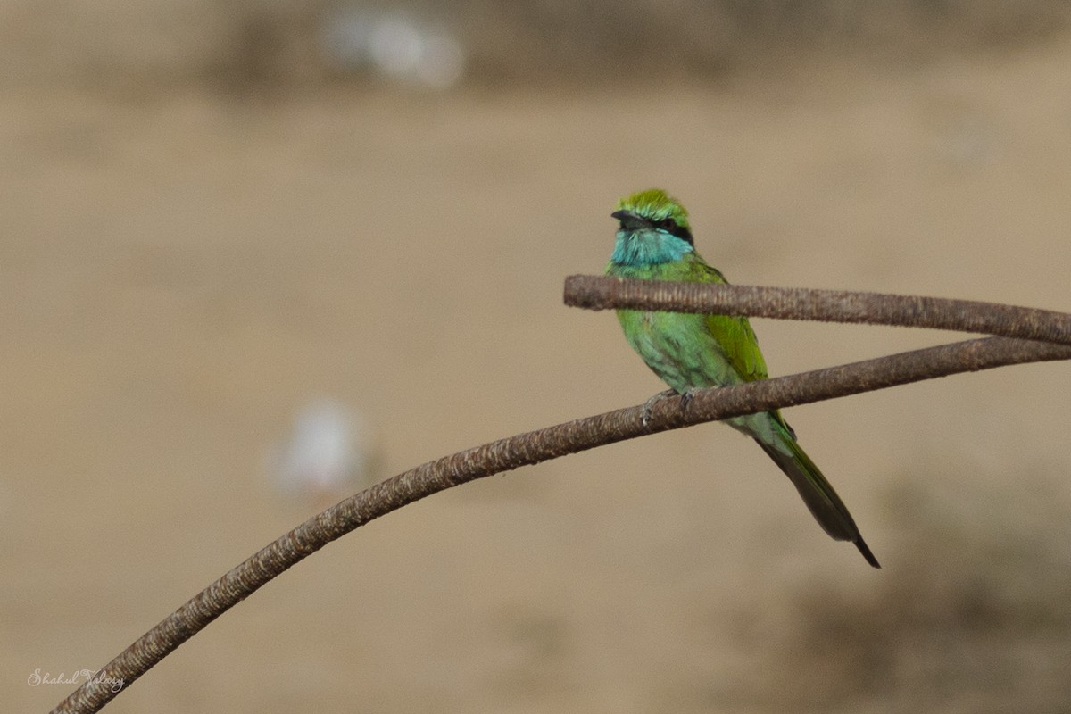 Arabian Green Bee-eater - ML643709093