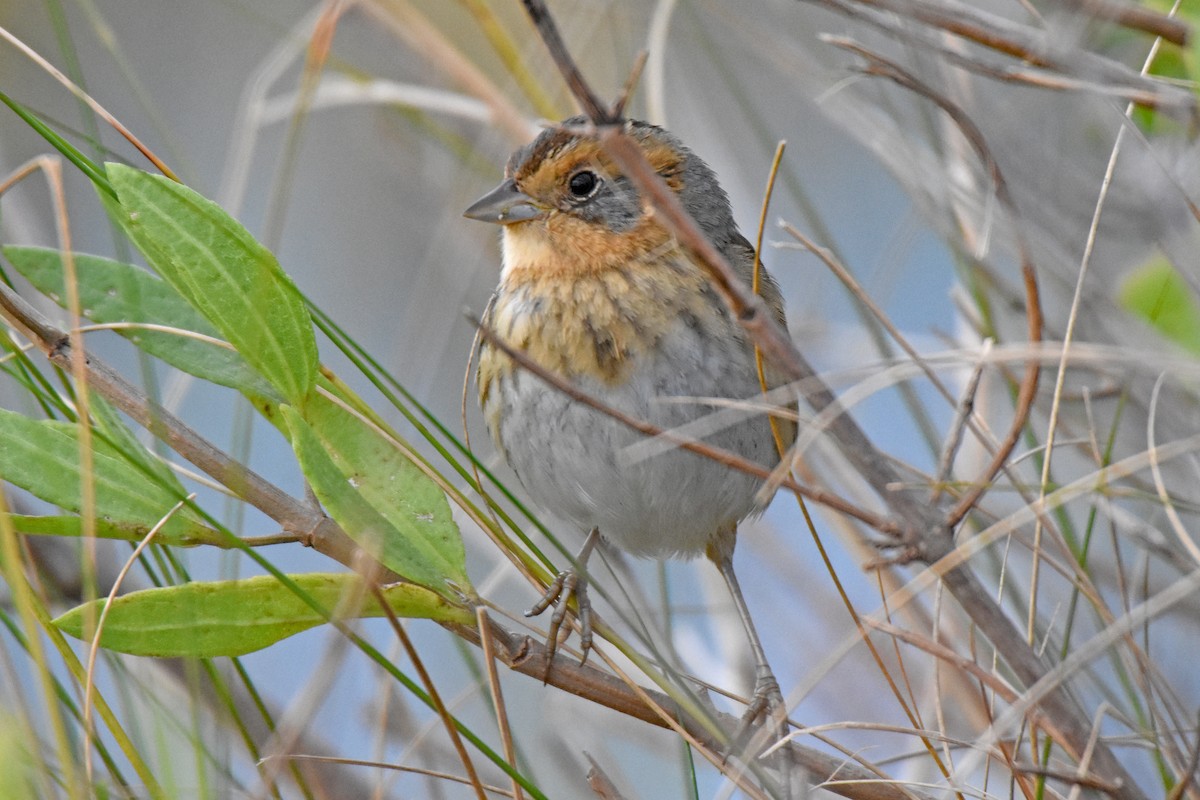 Nelson's Sparrow - ML643709111