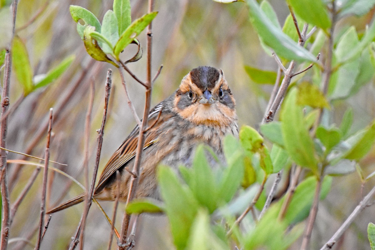 Nelson's Sparrow - ML643709118