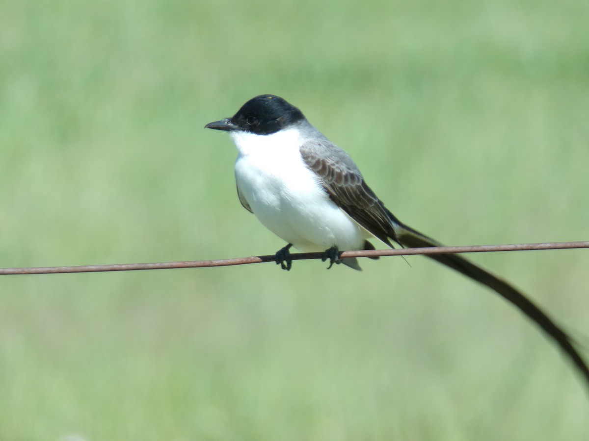 Fork-tailed Flycatcher - ML643709122