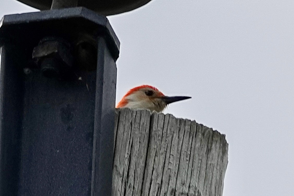 Red-bellied Woodpecker - ML643709125