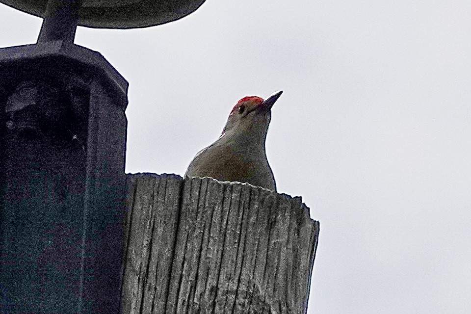 Red-bellied Woodpecker - ML643709126