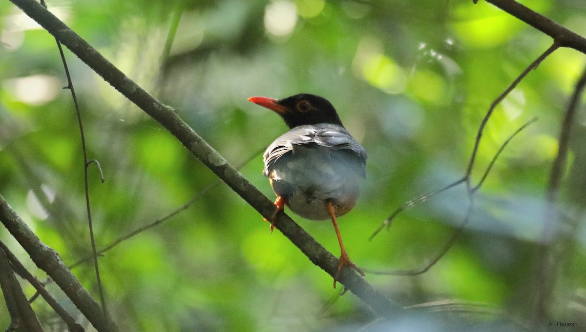 Taita Thrush - ML643709151