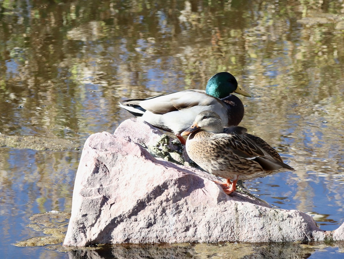 Mallard - ML643709176