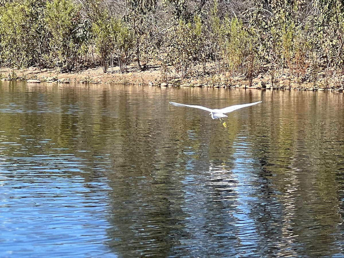 Snowy Egret - ML643709185