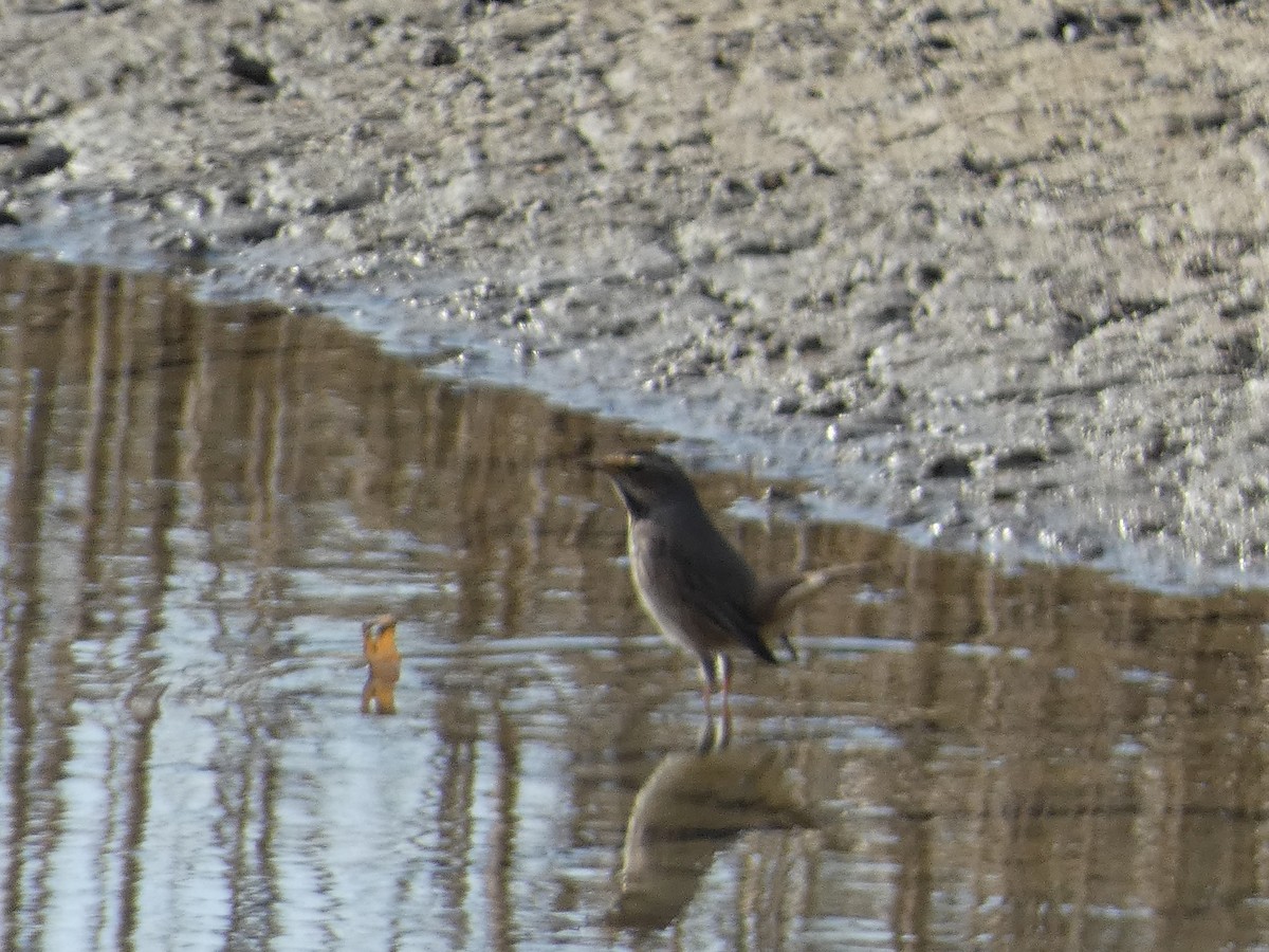 藍喉鴝 - ML643709200