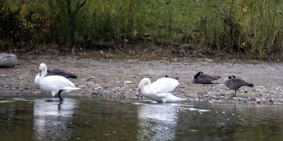 labuť velká - ML643709210