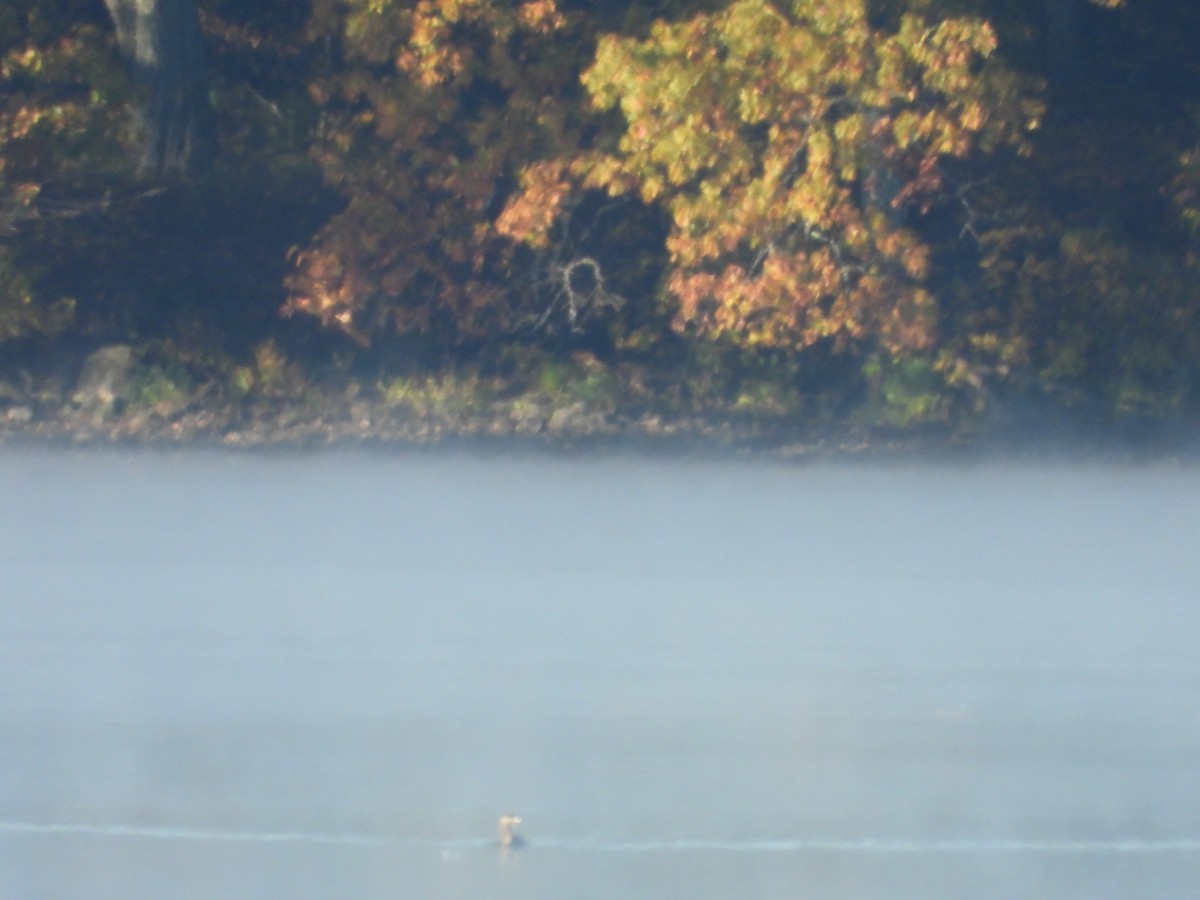 Red-necked Grebe - ML643709213