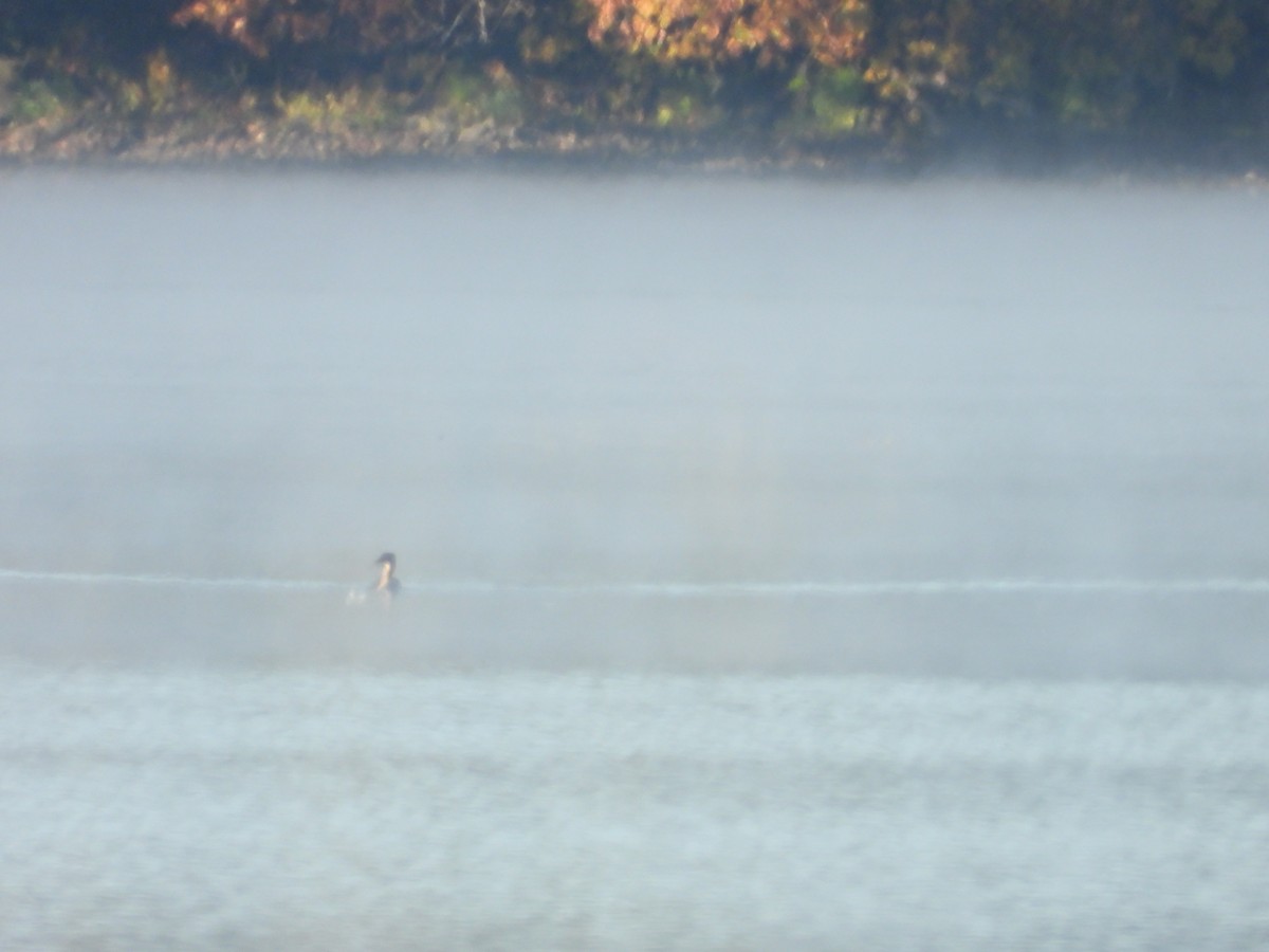 Red-necked Grebe - ML643709214