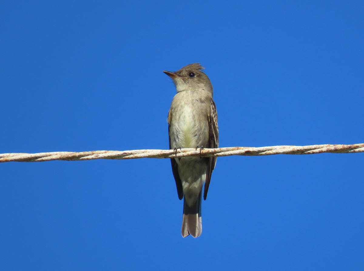 Western Wood-Pewee - ML643709222