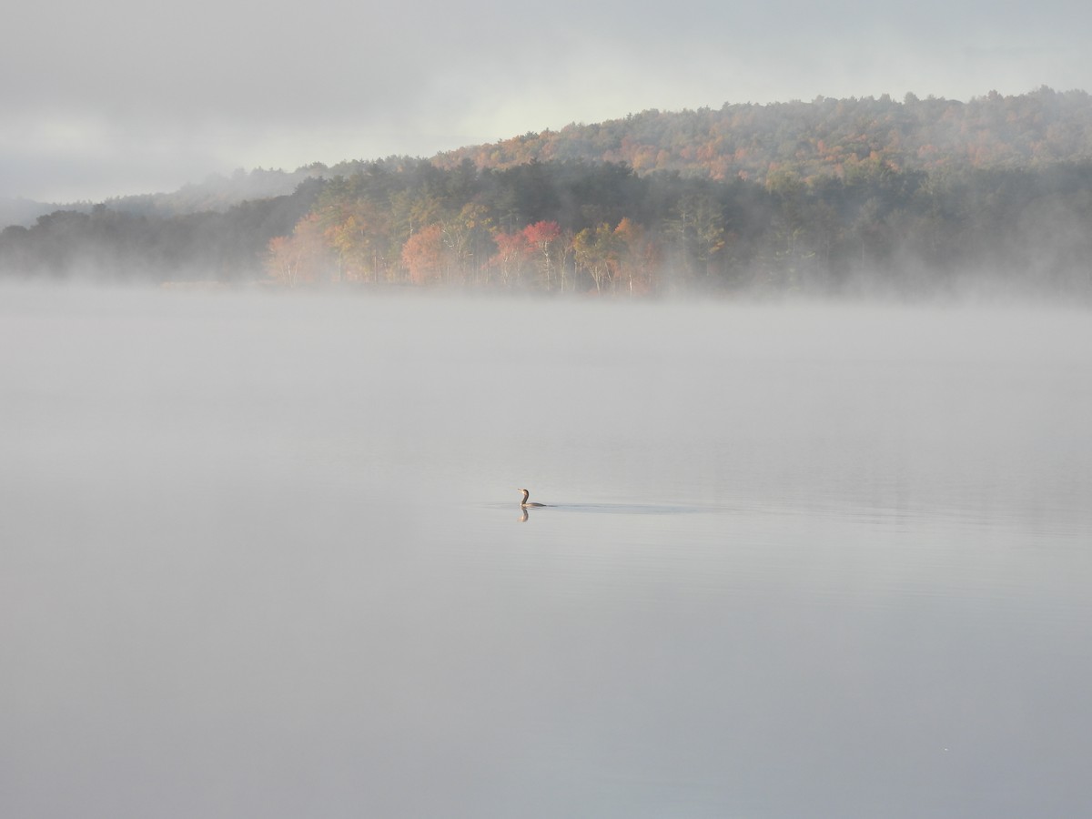 Double-crested Cormorant - ML643709236