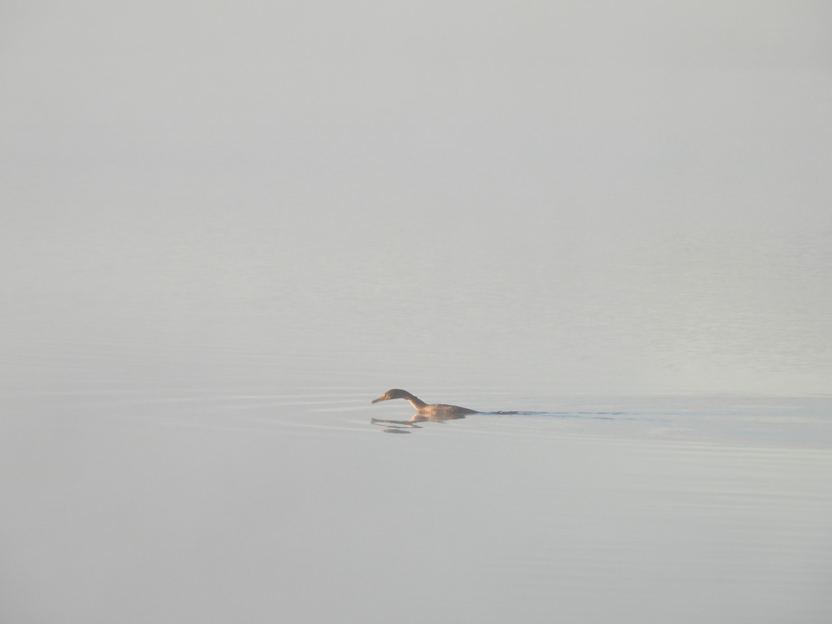 Double-crested Cormorant - ML643709237