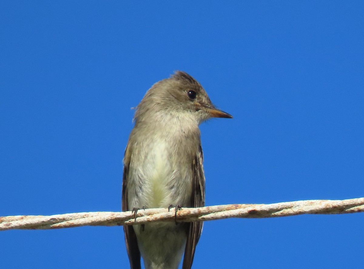 Western Wood-Pewee - ML643709247