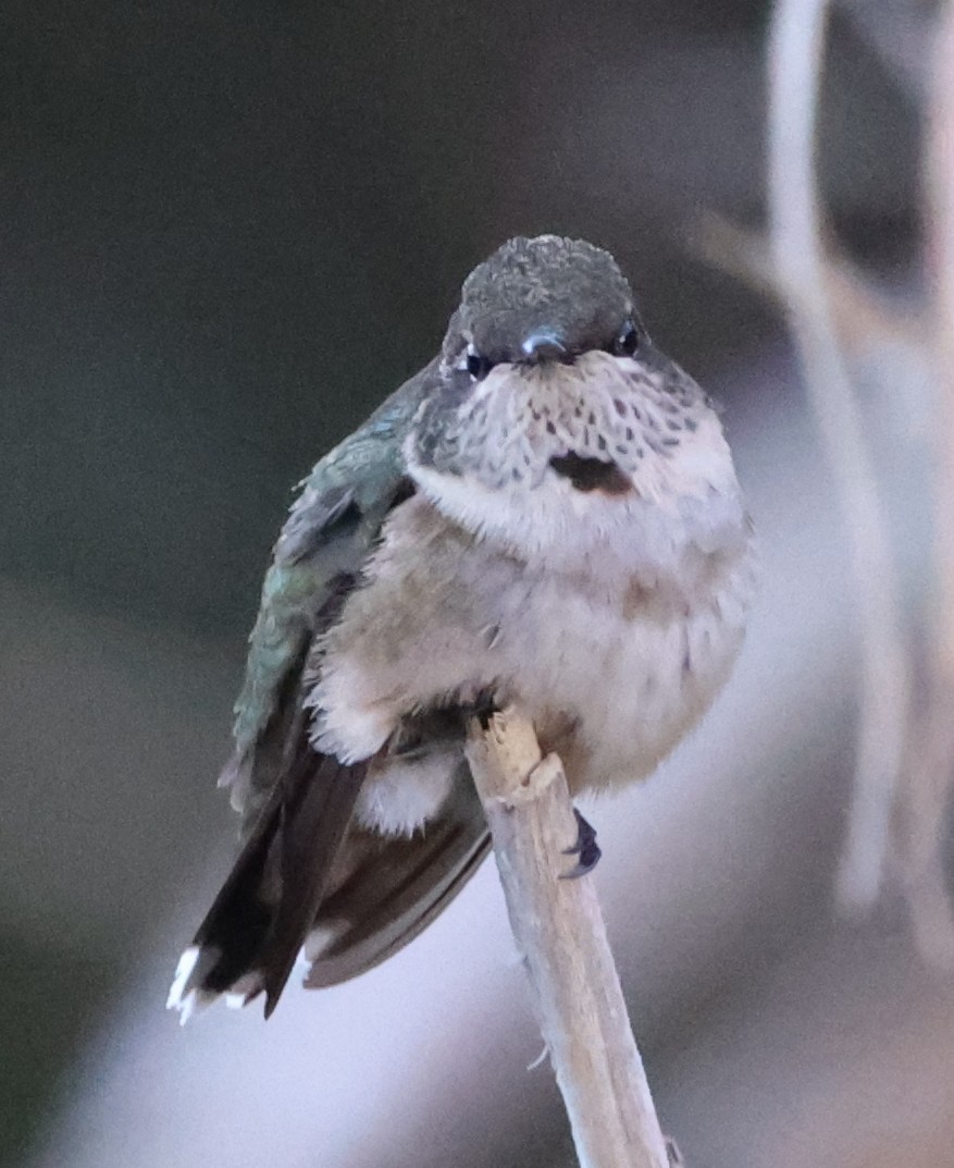 Ruby-throated Hummingbird - ML643709253