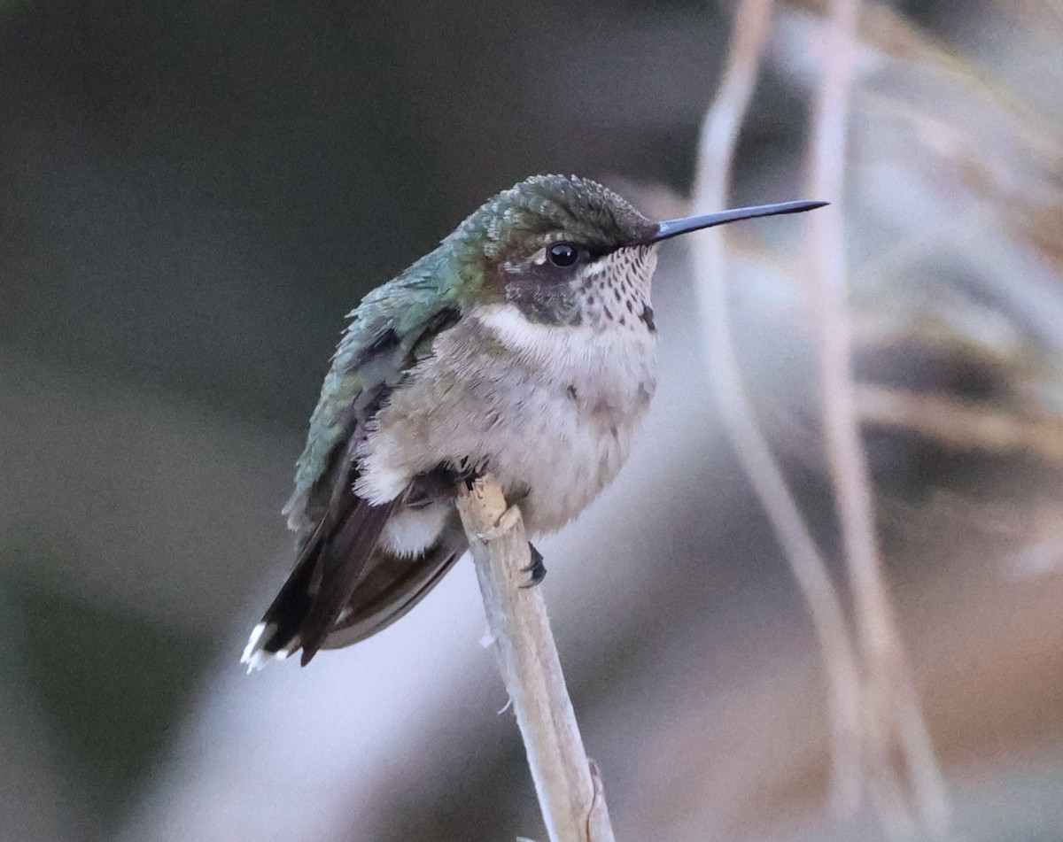 Ruby-throated Hummingbird - ML643709254
