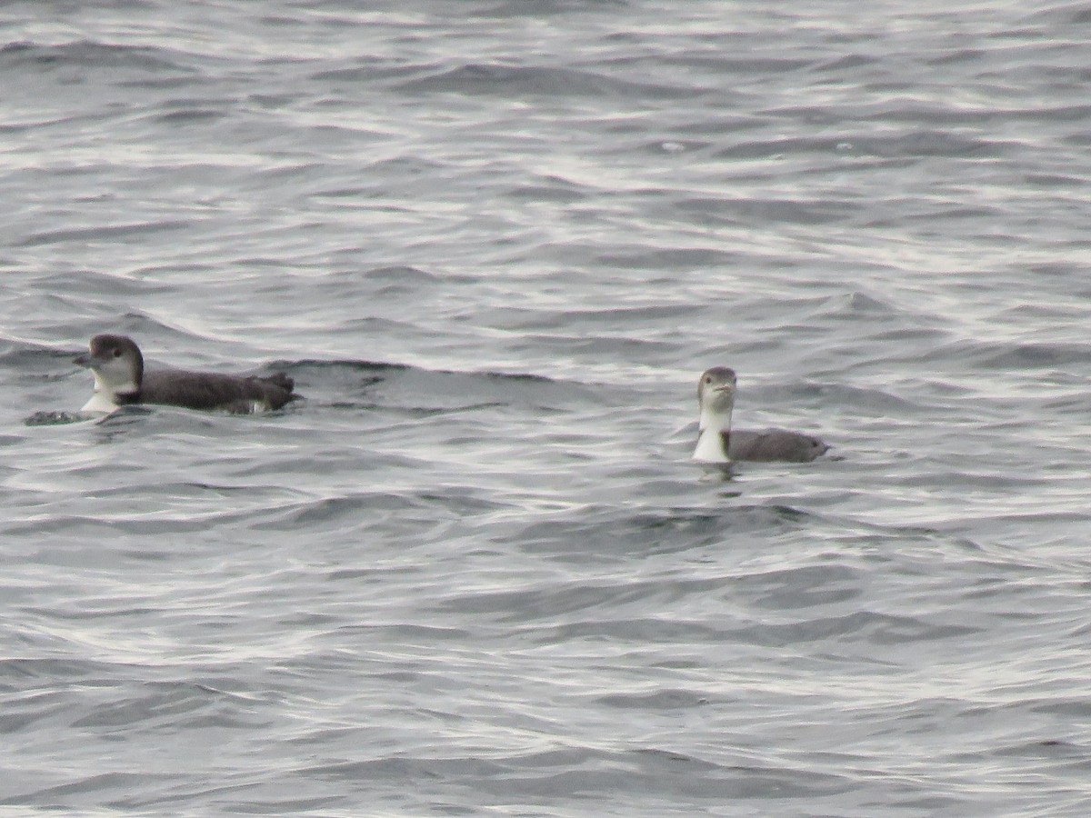 Common Loon - ML643709279